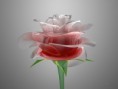 /album/sima-vegyes-viragos-kepek-/a124125-bigthumbnail-2-jpg/